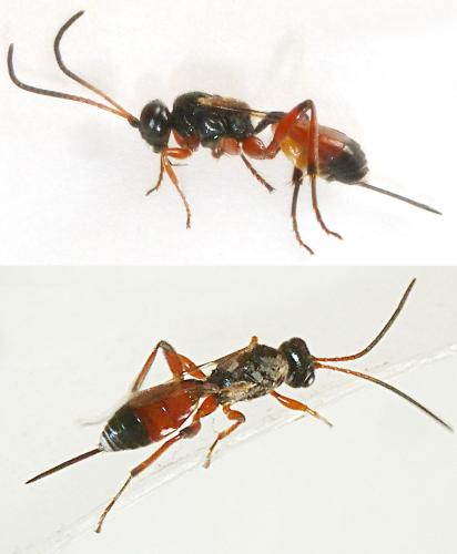 Cryptinae